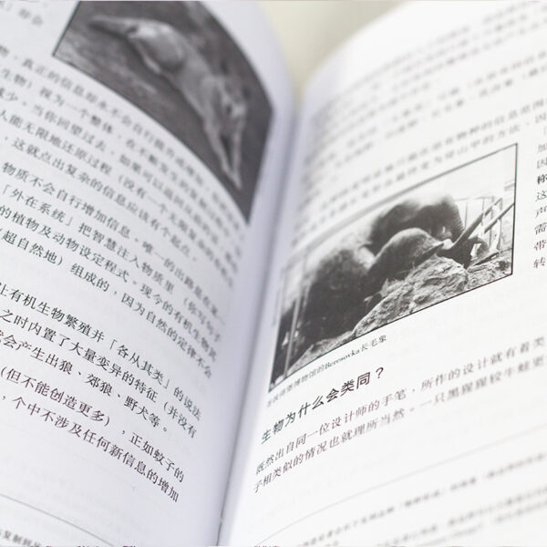 《石头与骨头》